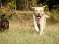 Jamnik i labrador biegną przez łąkę, ciesząc się słońcem.