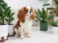 Uroczy piesek Cavalier King Charles Spaniel siedzi wśród roślin doniczkowych. Czy fikus jest trujący dla psa? Ta roślina jest bezpieczna.