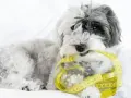 Puszysty piesek trzyma w pysku miarkę krawiecką, jakby szukał idealnej tabeli żywienia shih tzu.