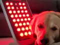 Złoty retriever odpoczywa przy czerwonym świetle. Czy zostawiać psu zapalone światło? To pytanie nurtuje wielu właścicieli.