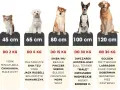 Idealne legowisko dla labradora i innych dużych psów. Tabela rozmiarów od 45 do 120 cm.