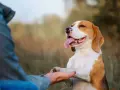 Szczęśliwy beagle podaje łapę, ucząc się komendy "daj głos". Trening z psem na świeżym powietrzu.