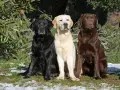 Trzy labradory: czarny, biszkoptowy i czekoladowy, siedzą obok siebie. Marzą o domu, ich labrador adopcja to szansa na szczęśliwe życie.