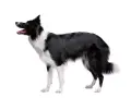 Czarny pies pasterski, border collie, z białymi znaczeniami, stoi na białym tle, gotowy do akcji.