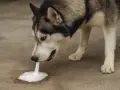 Pies rasy husky je trawę i wymiotuje pianą. Wygląda na to, że coś mu zaszkodziło.