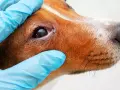 Wet, inflamed eye area on a dog, indicating potential jaskra u psa objawy. Wet, inflamed eye area on a dog, indicating potential jaskra u psa objawy.