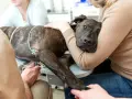 Pies zdiagnozowany z niewydolnością serca u weterynarza, otoczony troską opiekunów i personelu medycznego.
