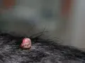 Widoczna brodawka u psa, różowa i lekko zaczerwieniona, otoczona ciemną sierścią.