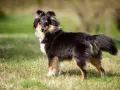 Shetland sheepdog na trawie, gotowy do nauki sztuczek, jak nauczyć psa obrót.