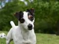 Uroczy jack russell terrier tricolor z zaciekawieniem spogląda w obiektyw, podczas gdy w tle czeka piłka do zabawy.