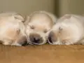 Trzy śpiące szczenięta labradora. Zastanawiasz się, o co zapytać hodowcę psa?