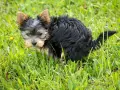 Mały, kudłaty piesek Yorkshire Terrier robi żółtą kupę na trawie.