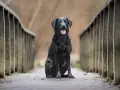 Czarny labrador siedzi na drewnianym moście. Zastanawiasz się, ile żyją labradory? Ten pies wygląda na zdrowego i szczęśliwego.