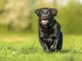 Radosny czarny labrador, suka, biegnie przez zieloną trawę, z językiem na wierzchu, w słoneczny dzień.