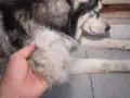 Ręka trzyma kłębek sierści, który wypadł z husky. Pies leży obok, przygotowany do czesania.
