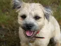 Uśmiechnięty border terrier z językiem na wierzchu, wesoło patrzy w obiektyw.