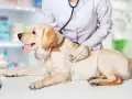Weterynarz bada labradora stetoskopem. Pies nie sika, jest zdrowy i czeka na dalsze badania.