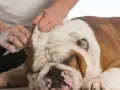 Delikatne czyszczenie uszu buldoga, który ma ciepłe uszy.