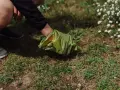 Ręka w zielonej torebce zbiera psie odchody, w których widać śluz. Dbałość o czystość otoczenia.