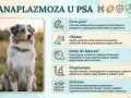 Piękny pies rasy Aussie siedzi na trawie. Obok grafika informuje o anaplazmozie u psa, jej objawach i leczeniu.
