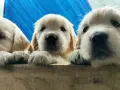 Trzy urocze szczenięta golden retriever z hodowli psów wyglądają zza drewnianej barierki.