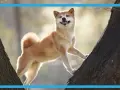 Radosny pies rasy Shiba Inu wspina się po drzewie. Idealne targetowanie pies dla miłośników przyrody i czworonogów.