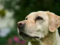 Uważny labrador podczas szkolenia, z zaciekawieniem patrzy w górę.
