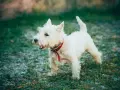 West highland white terrier z zaciekawieniem obserwuje otoczenie.