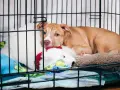 Szczeniak pitbulla przytula się do pluszaka, przygotowując się do zamykania psa w klatce na noc.