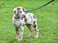 Młody pies rasy catahoula leopard z niebieskimi oczami i cętkowanym futrem stoi na mokrej trawie, na smyczy.