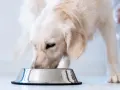 Złoty retriever je z miski. Czy pies może jeść wątróbkę? Tak, ale z umiarem.