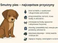Smutny pies skomli z wielu powodów: samotność, zmiany w domu, brak ruchu, ból, a nawet depresja.