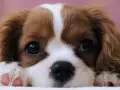 Uroczy szczeniak rasy Cavalier King Charles Spaniel z wielkimi, błyszczącymi oczami i różowymi łapkami.