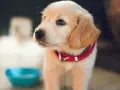 Uroczy szczeniak golden retriever w czerwonej obroży obok niebieskiej miski. Podstawy jak wychować szczeniaka.