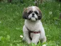 Uroczy shih tzu w czerwonej obroży siedzi na trawie. Pielęgnacja shih tzu to przyjemność, gdy pies jest tak zadbany.