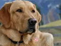 Zamyślony labrador w bloku, z zaciekawieniem spogląda w dal. Jego złote futro lśni w słońcu, a na szyi wisi czerwona obroża z zawieszką.