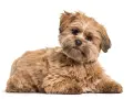 Uroczy lhasa apso o brązowym futrze leży na białym tle, z zaciekawieniem patrząc w obiektyw.