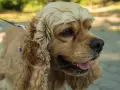 Uroczy cocker spaniel na spacerze. Jego waga jest idealna, by biegać po parku.