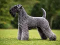 Elegancki kerry blue terrier z charakterystyczną brodą, prezentuje się dumnie na zielonej trawie.