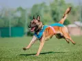 Pies malinois w niebieskiej kamizelce biegnie po trawie. Słuch psa jest wielokrotnie lepszy od ludzkiego, co pozwala mu usłyszeć dźwięki z daleka.