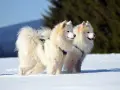 Dwa białe samoyedy, z lekko brązowym nalotem na uszach, stoją na śniegu.