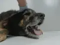Pies z otwartym pyskiem, język na wierzchu. Weterynarz bada psa, który może mieć kaszel sercowy.