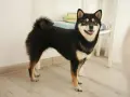 Uśmiechnięty shiba inu czarny, z puszystym ogonem, stoi na drewnianej podłodze.