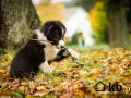 Szczeniak border collie gryzie patyk na tle jesiennych liści. Zastanawiasz się, ile kosztuje border collie?