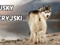 Husky syberyjski z dwukolorowymi oczami, o przyjaznym usposobieniu, stoi nad jeziorem.
