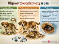 Ilustracja przedstawia objawy toksoplazmozy u psa: gorączkę, brak apetytu, duszności, biegunki, drgawki, problemy z chodzeniem i oczami.