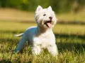Wesoły terrier biały z językiem na wierzchu, cieszący się słońcem na zielonej łące.