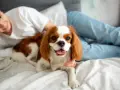 Uroczy Cavalier King Charles Spaniel, jedna z popularnych ras psów, leży na łóżku obok uśmiechniętej osoby.