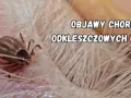 Zbliżenie na kleszcza psiego wgryzionego w skórę psa. Tekst informuje o objawach chorób odkleszczowych u psów.