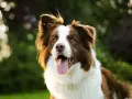 Rasy psów dla aktywnych: radosny border collie z językiem na wierzchu, gotowy do zabawy na łonie natury.